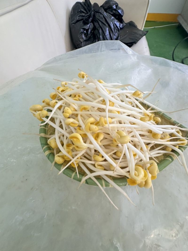 杭州绿豆芽黄豆芽