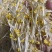 杭州绿豆芽黄豆芽