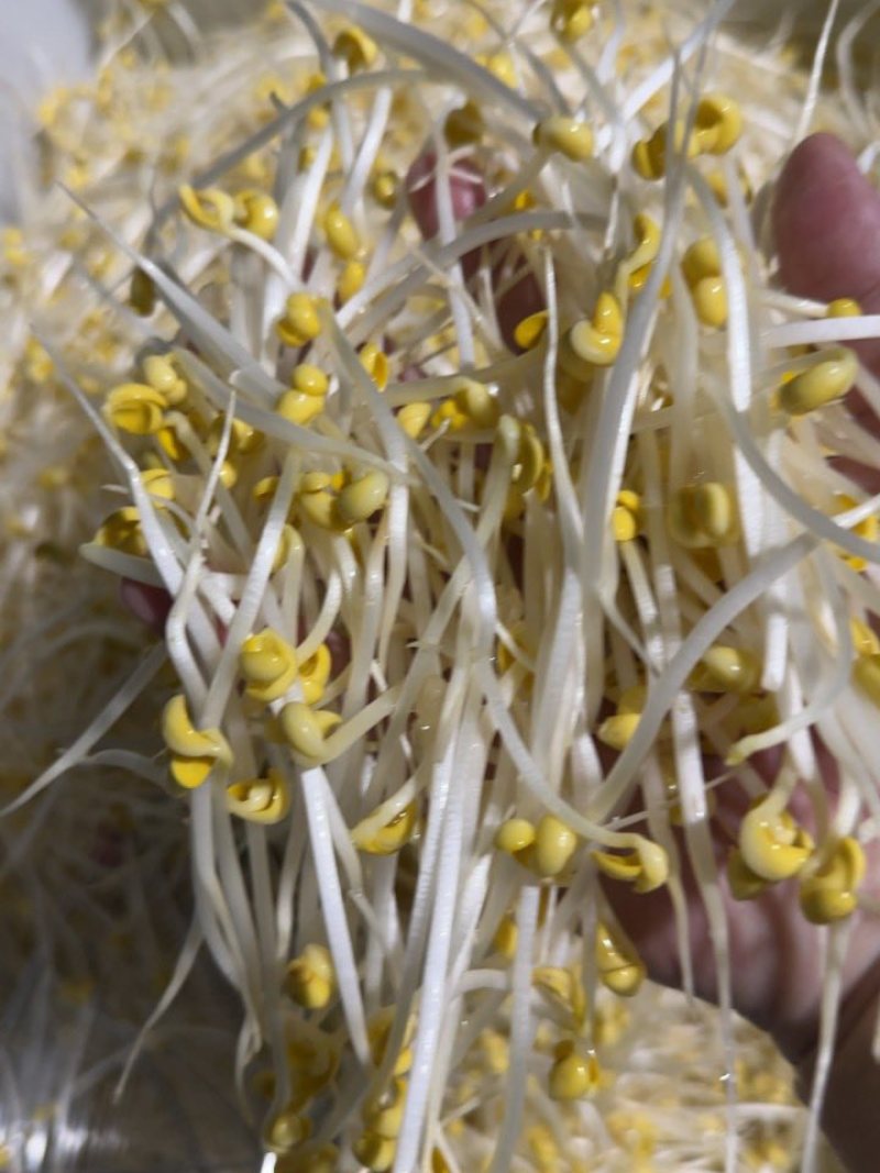 杭州绿豆芽黄豆芽