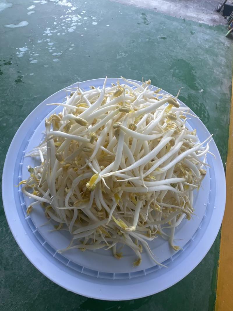杭州绿豆芽黄豆芽