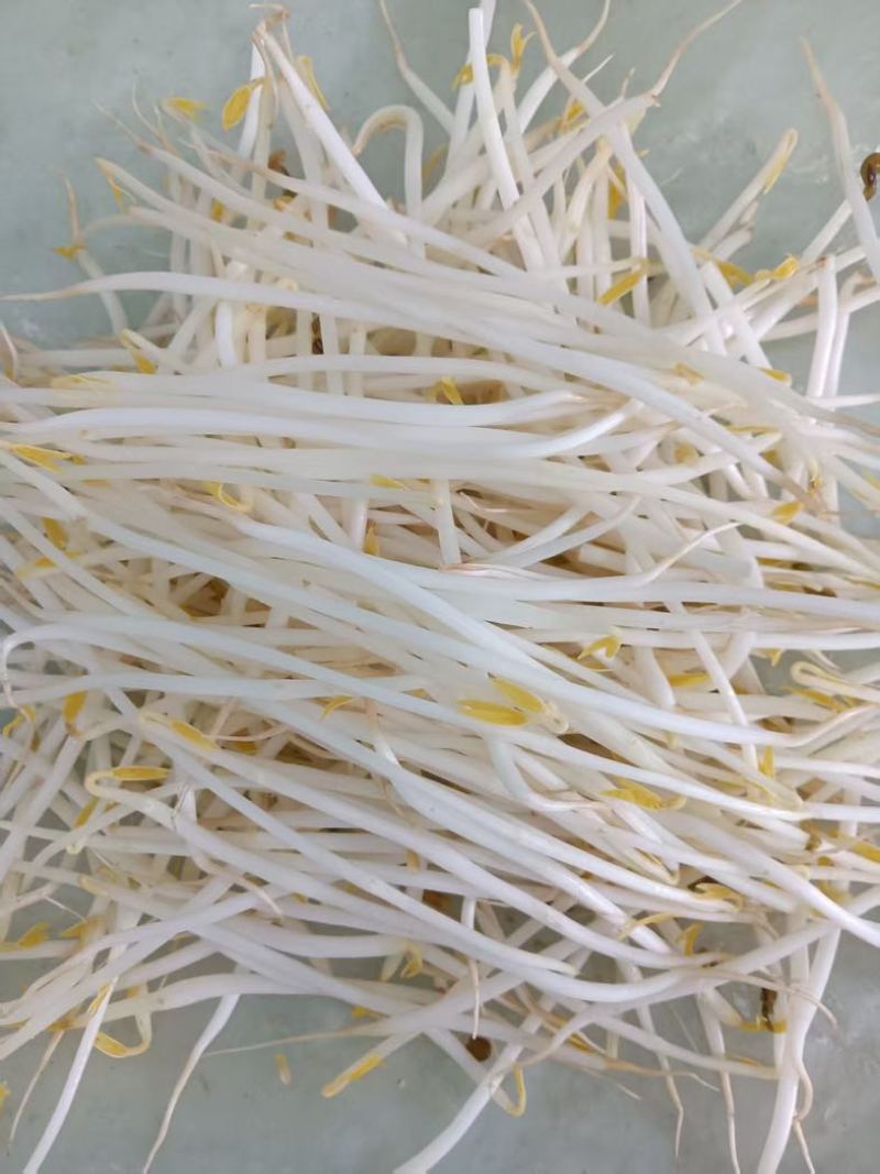 杭州绿豆芽黄豆芽