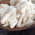 红托竹荪菌