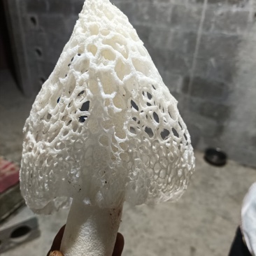 红托竹荪菌