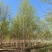 丛生河桦