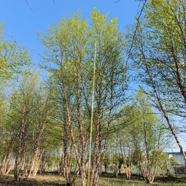 丛生河桦