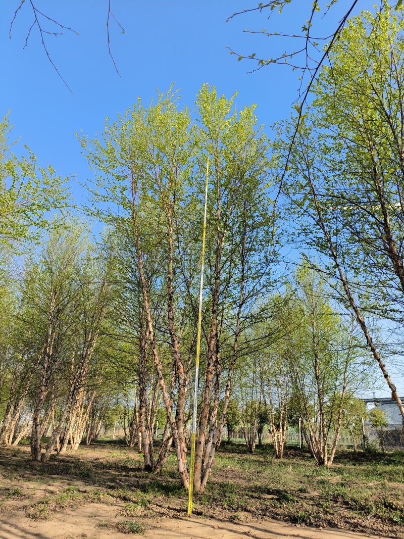 丛生河桦