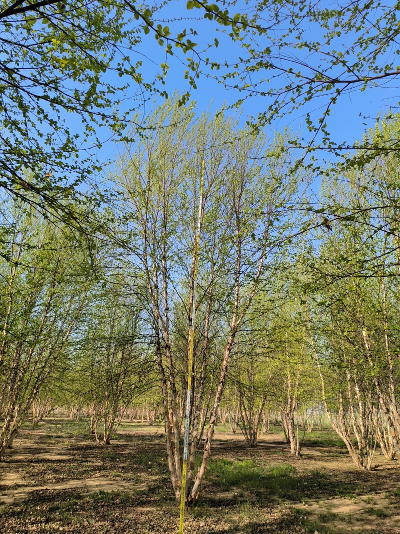 丛生河桦