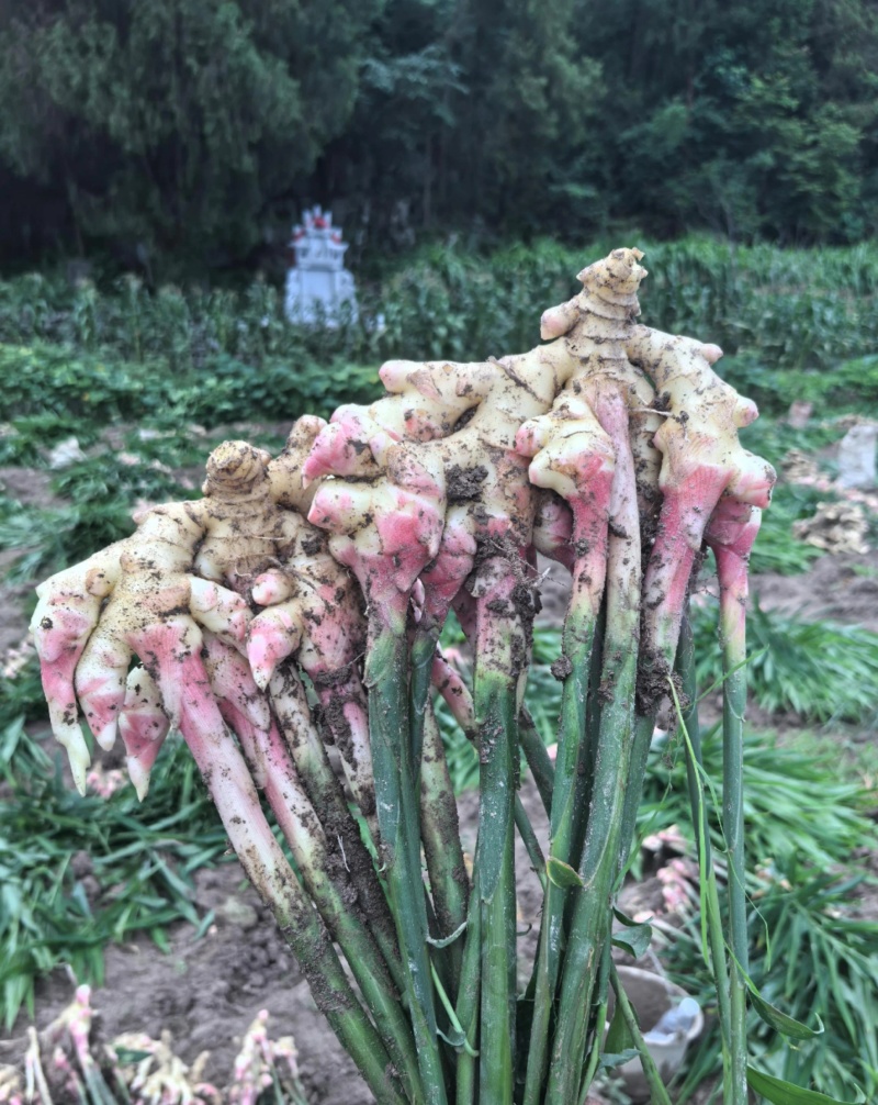 贵州生姜，4亩