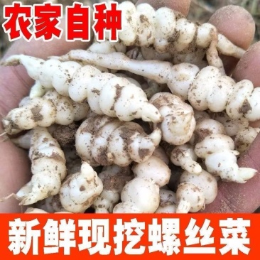 宁夏银川市螺丝菜