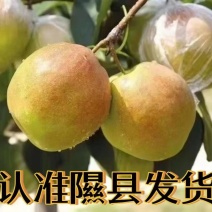 隰县玉露香梨
