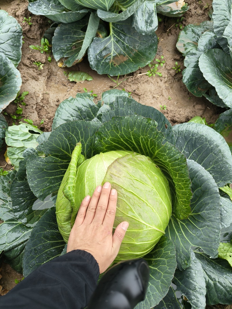 包心菜