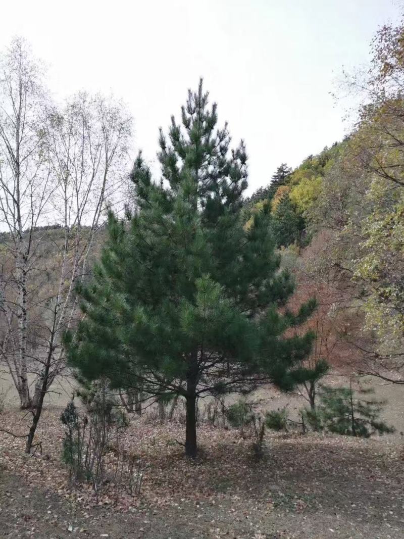 油松，高1米～10米规格齐全