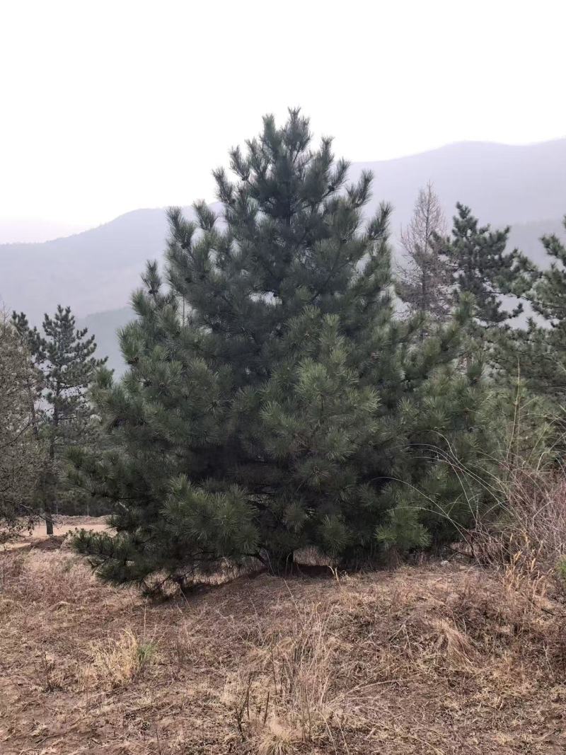 油松，高1米～10米规格齐全