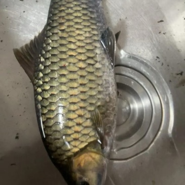 出售青波鱼5两至1.7斤