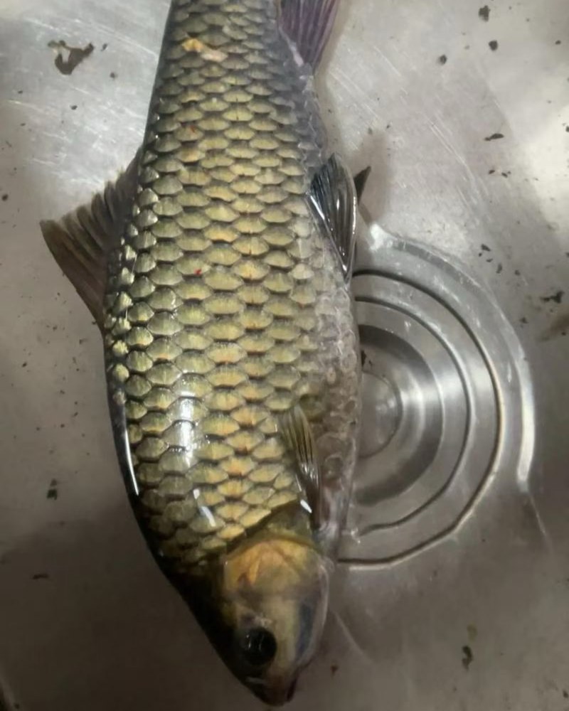 出售青波鱼5两至1.7斤