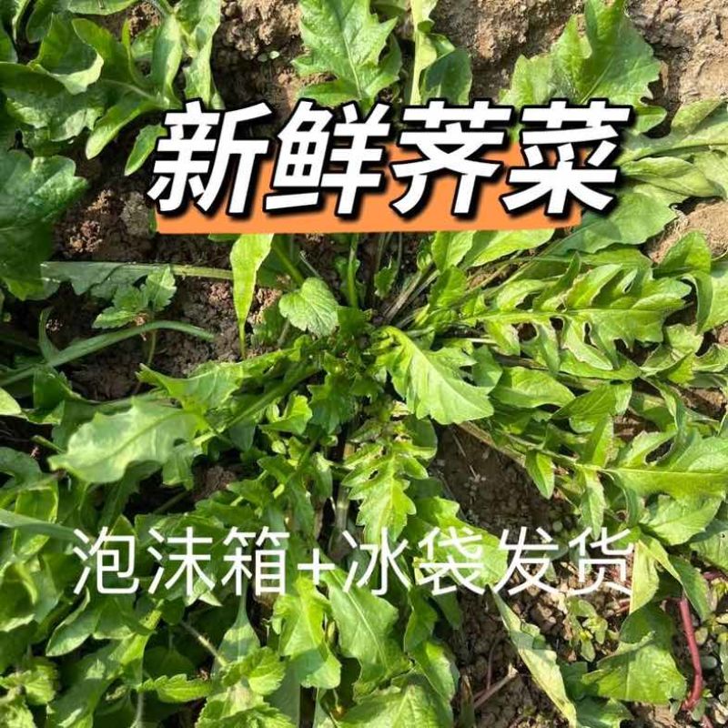 新鲜荠菜露天荠菜现挖