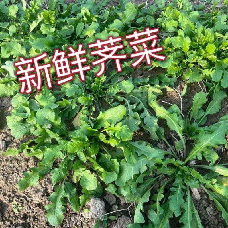 新鲜荠菜露天荠菜现挖