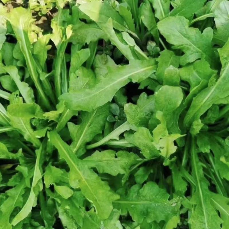 新鲜荠菜露天荠菜现挖