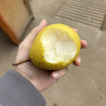绥中白梨1000斤起