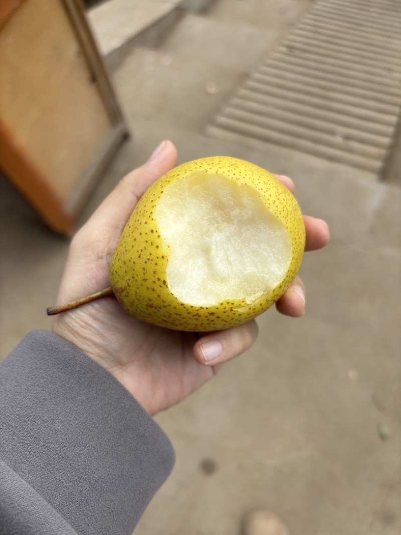 绥中白梨1000斤起