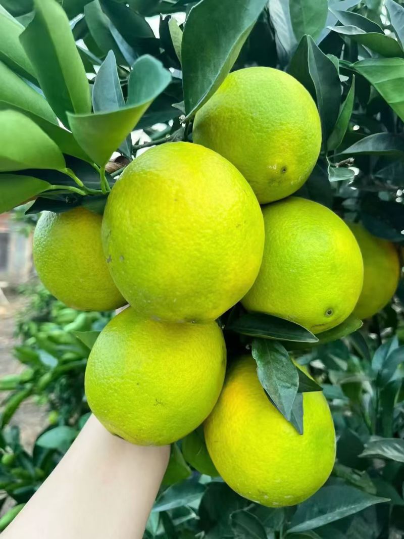 纽荷尔脐橙