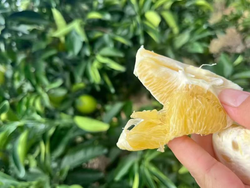 纽荷尔脐橙