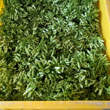 现摘现发食用夜香花