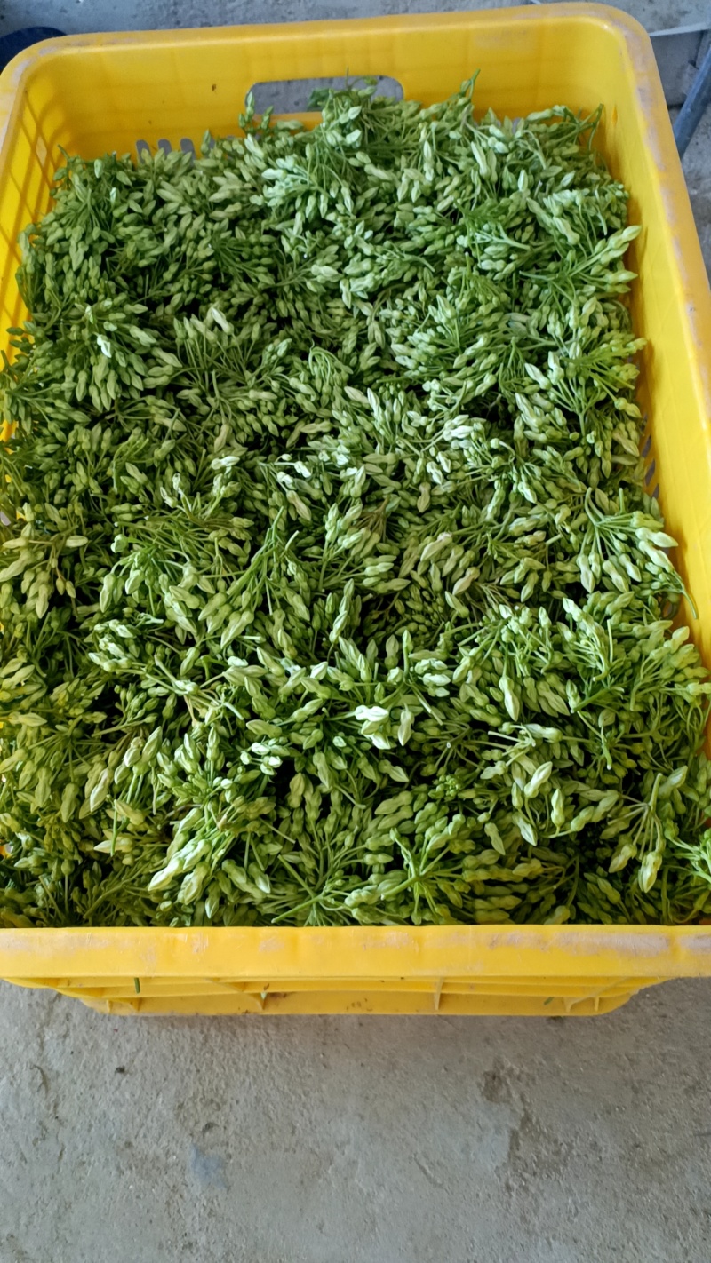 现摘现发食用夜香花