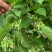 现摘现发食用夜香花