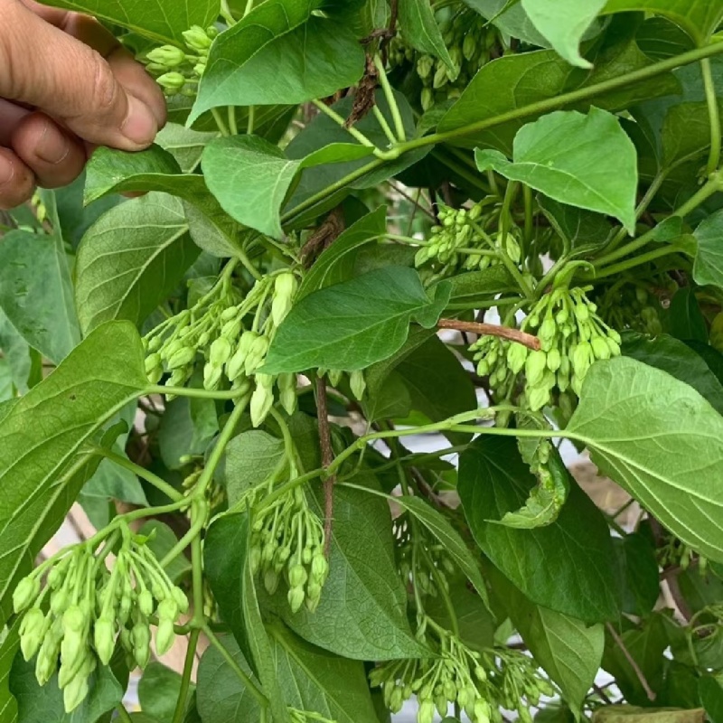 现摘现发食用夜香花