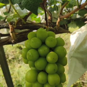 阳光玫瑰