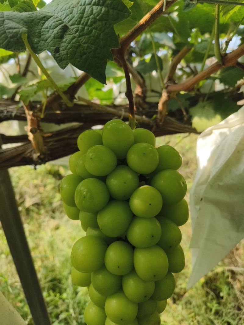 阳光玫瑰