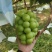 阳光玫瑰