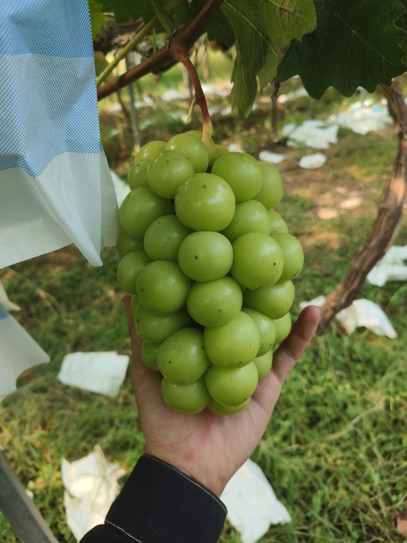 阳光玫瑰