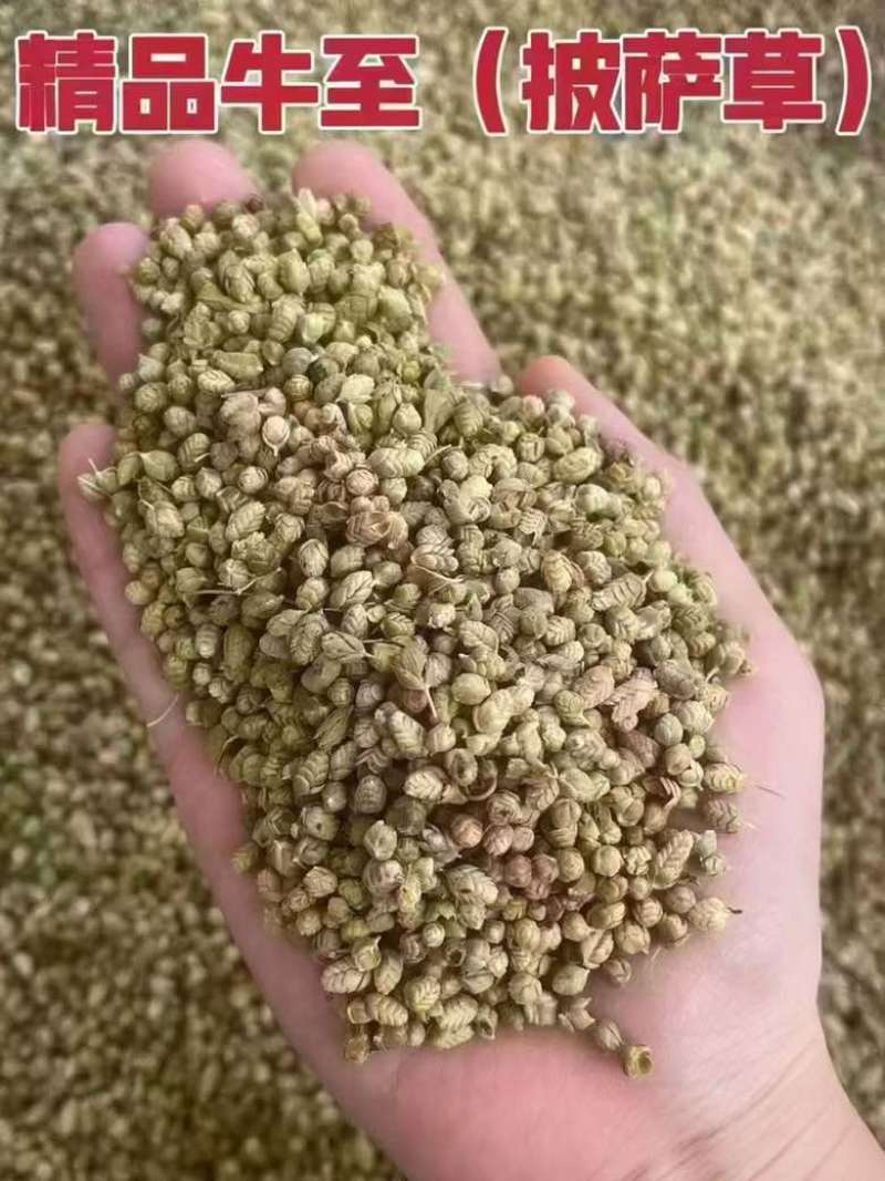 西餐厅调味料精品牛至披萨草欧芹罗勒迷迭香鼠尾草