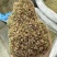 西餐厅调味料精品牛至披萨草欧芹罗勒迷迭香鼠尾草