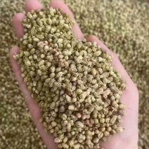 西餐厅调味料精品牛至披萨草