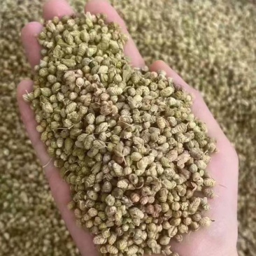 西餐厅调味料精品牛至披萨草欧芹罗勒迷迭香鼠尾草