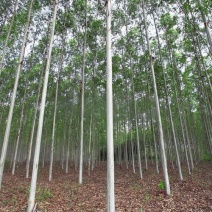 桉树