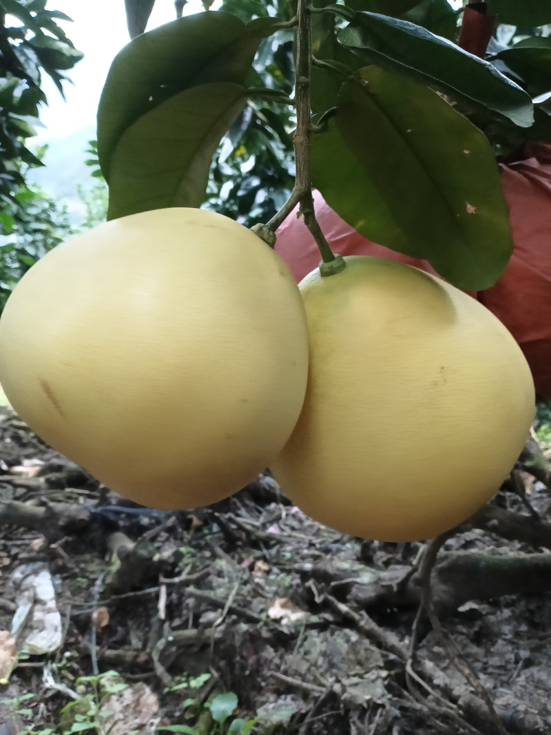 平和琯溪蜜柚