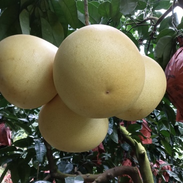 平和琯溪蜜柚