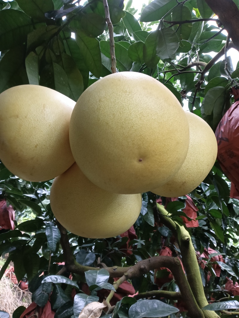 平和琯溪蜜柚