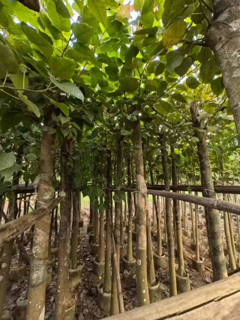 菩提榕5-20分，大量低价出售