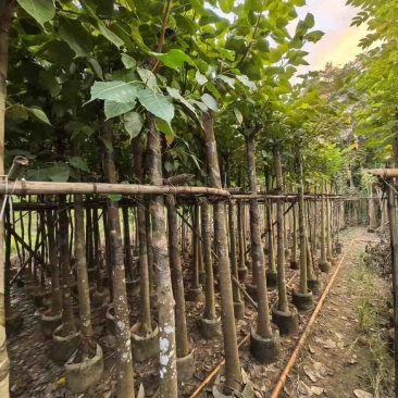 菩提榕5-20分，大量低价出售