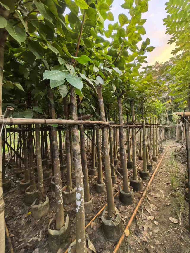 菩提榕5-20分，大量低价出售