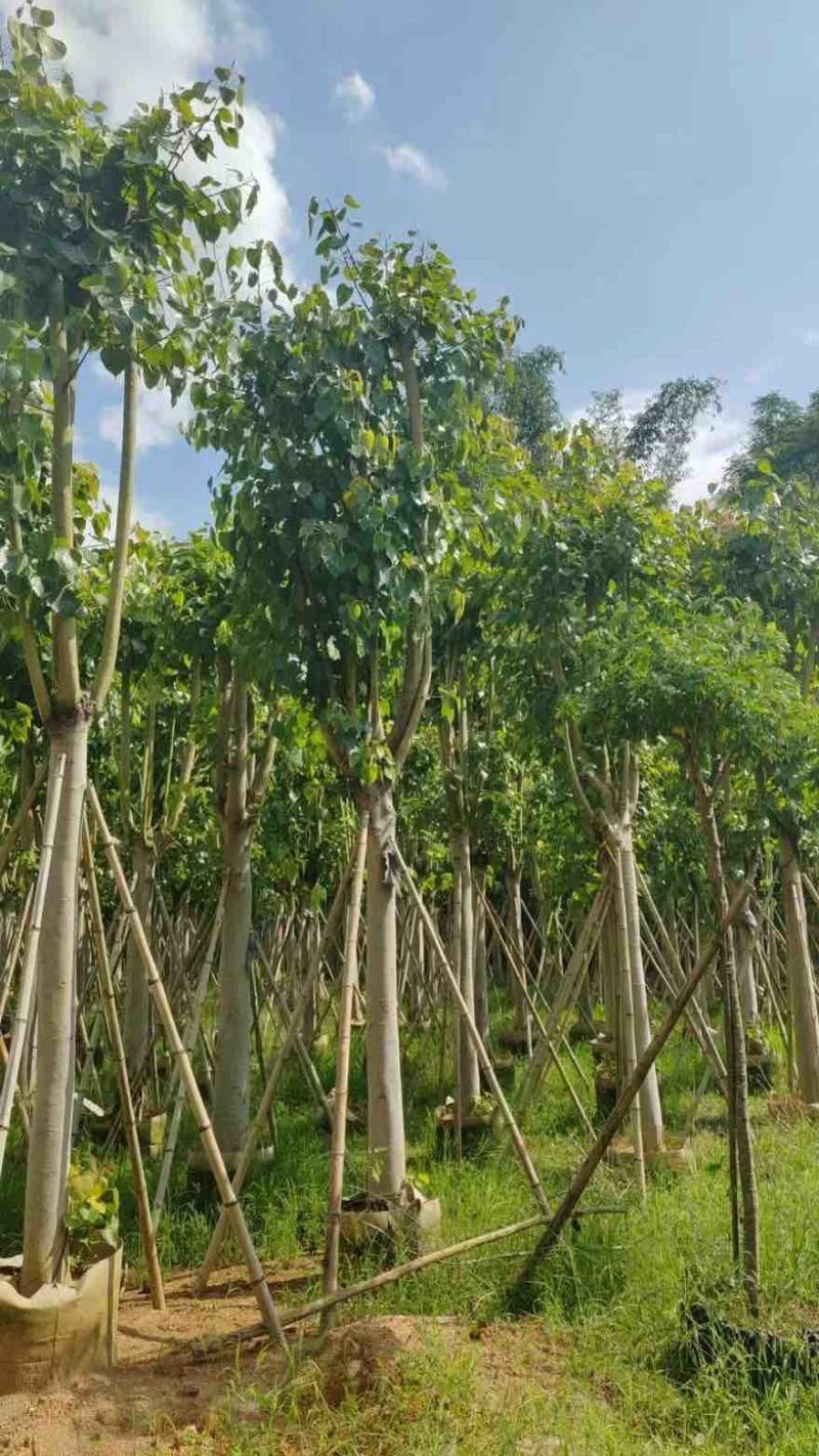 菩提榕5-20分，大量低价出售