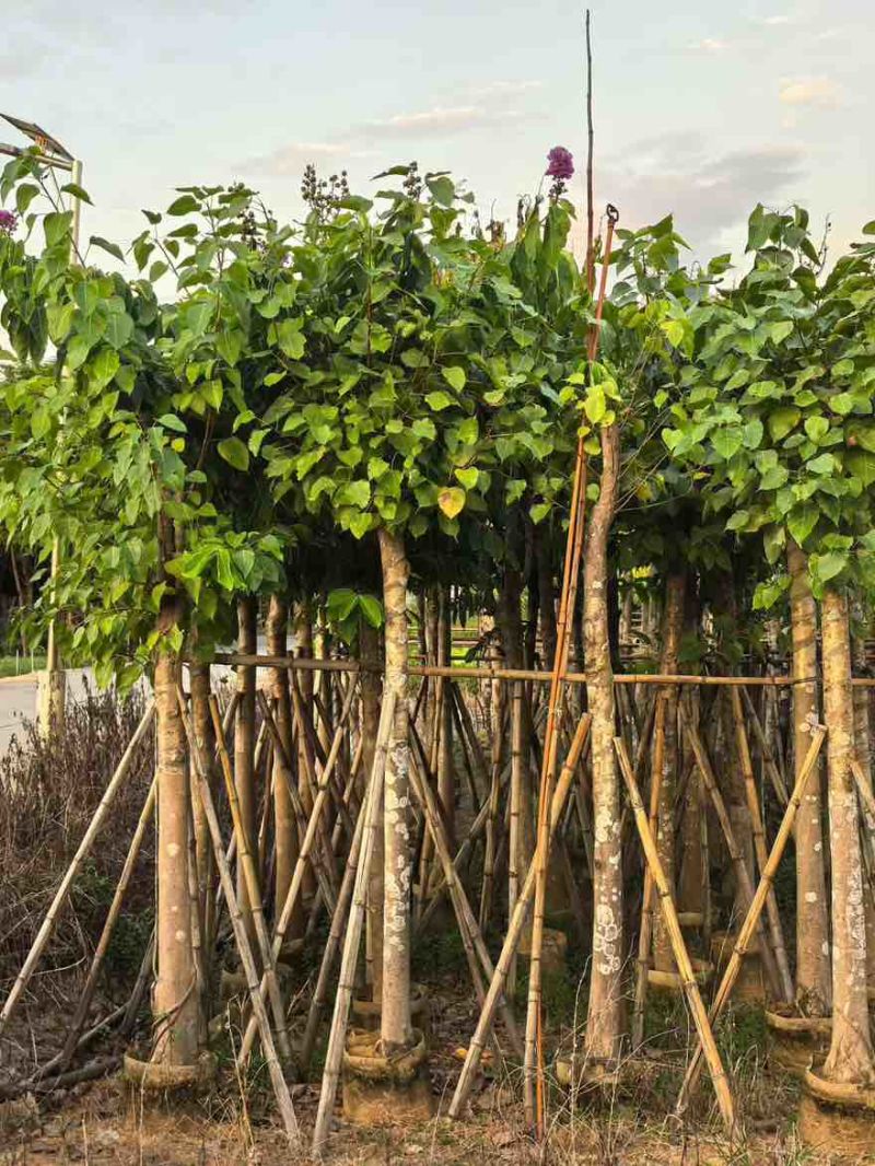 菩提榕5-20分，大量低价出售