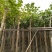 菩提榕5-20分，大量低价出售