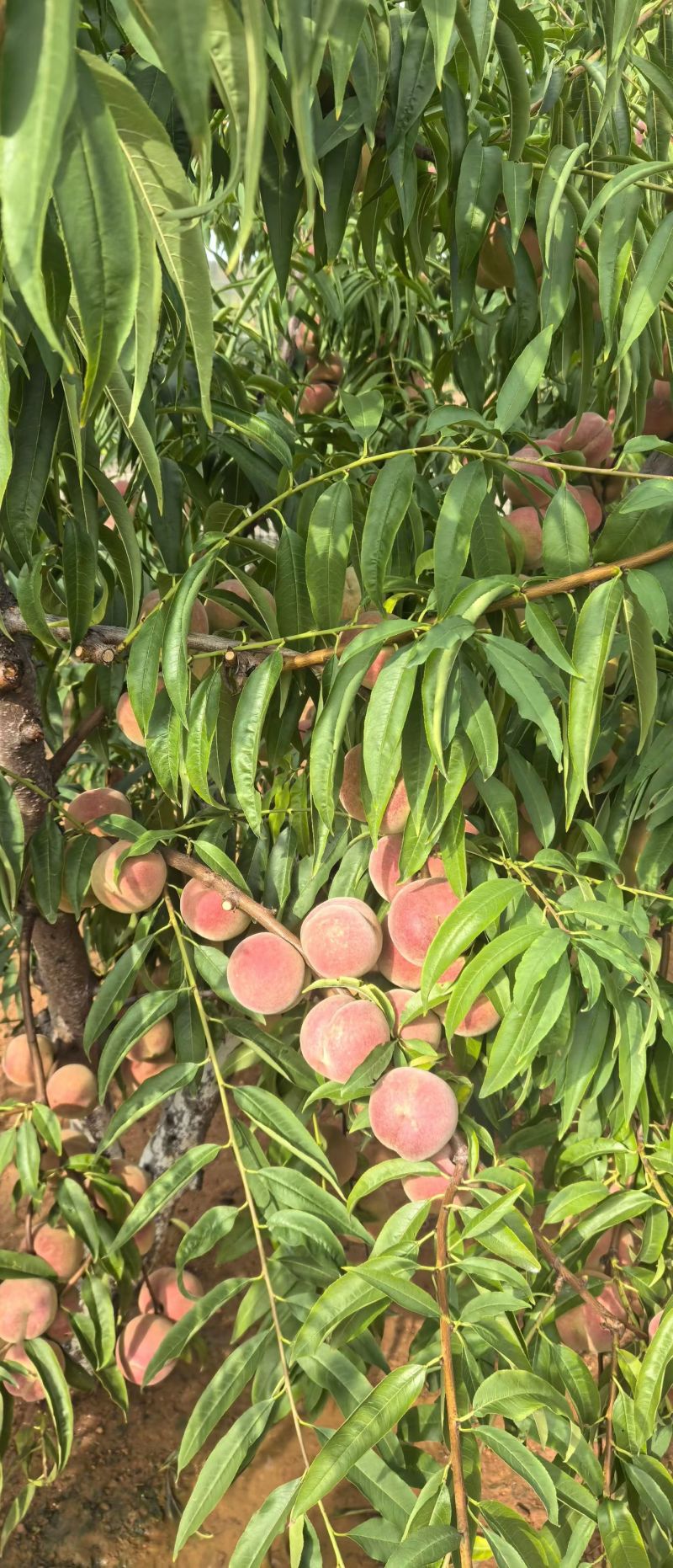 冬桃