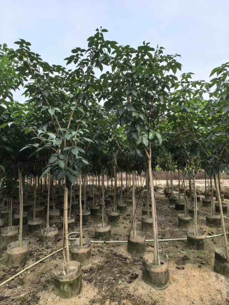 紫花风铃木嫁接全冠2-12分，大量低价出售